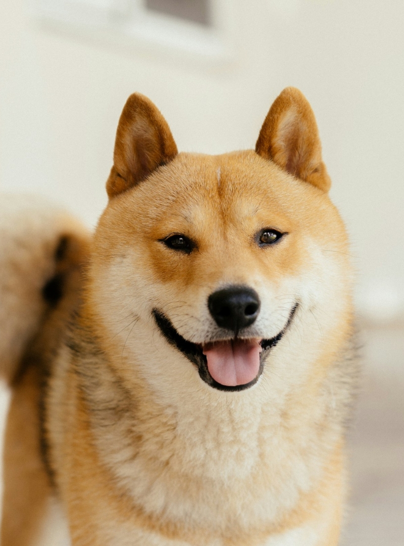 A Shiba Inu dog smiling