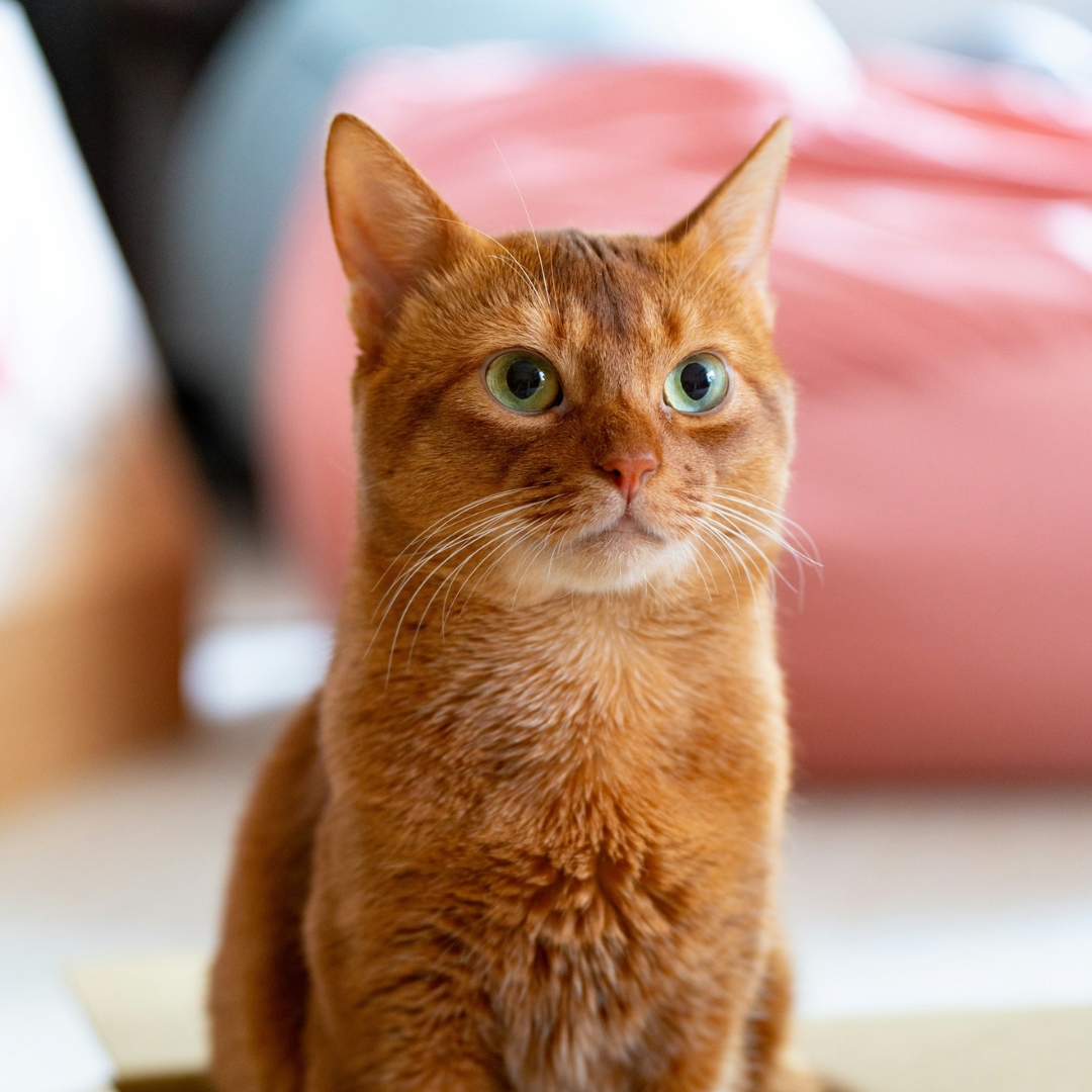 orange cat with green eyes sitting in a box