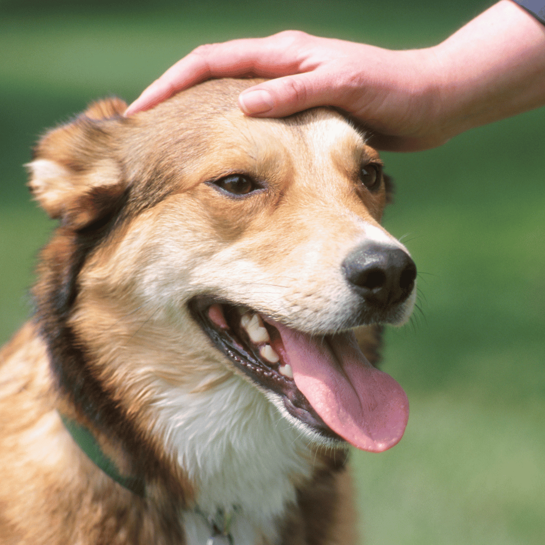 person petting dog