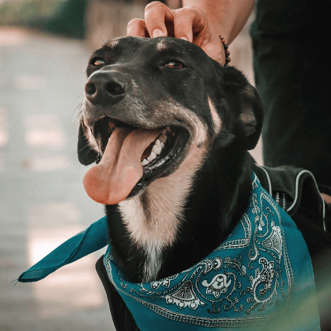 person petting a dog in a bandana