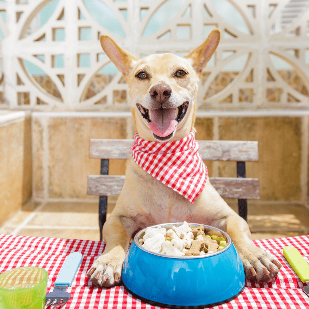 Prescription Foods dog eating food from bowl