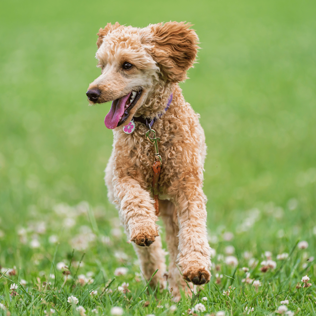 A dog running in a field