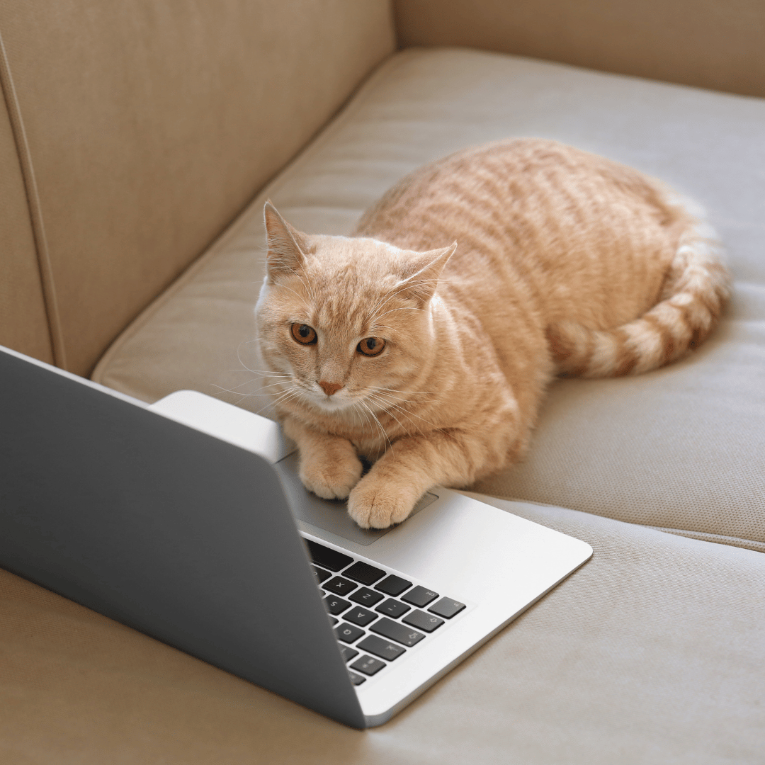 A cat is seated in front of the laptop.