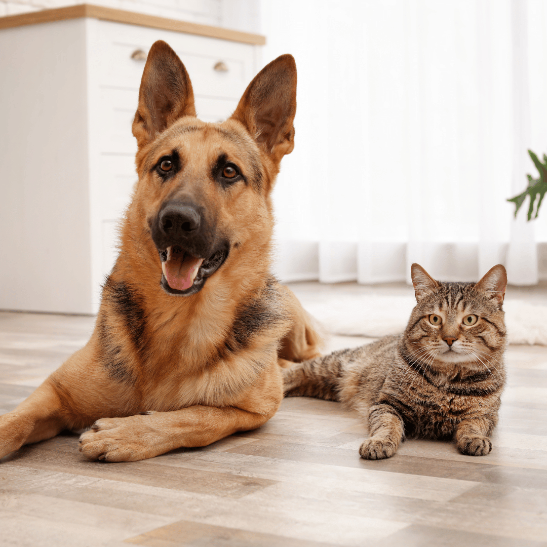 dog and cat sitting together in floor