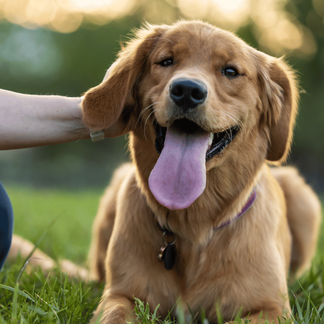 dog sitting in grass