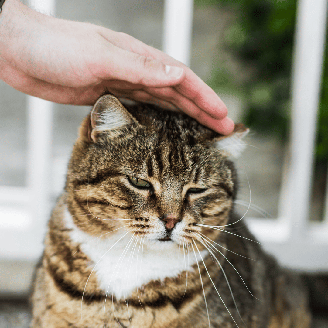 person petting a cat head