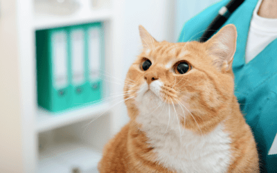 Understanding Feline Diabetes: What Pet Owners Need to Know