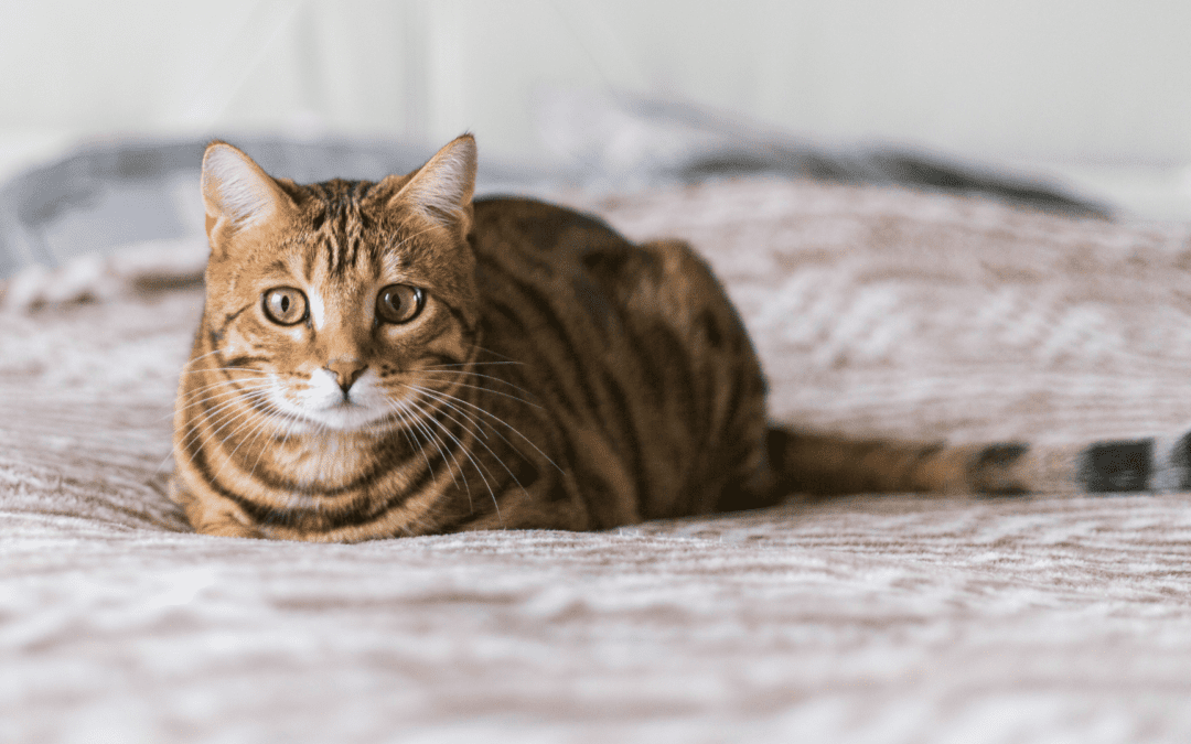 cat sitting in bed