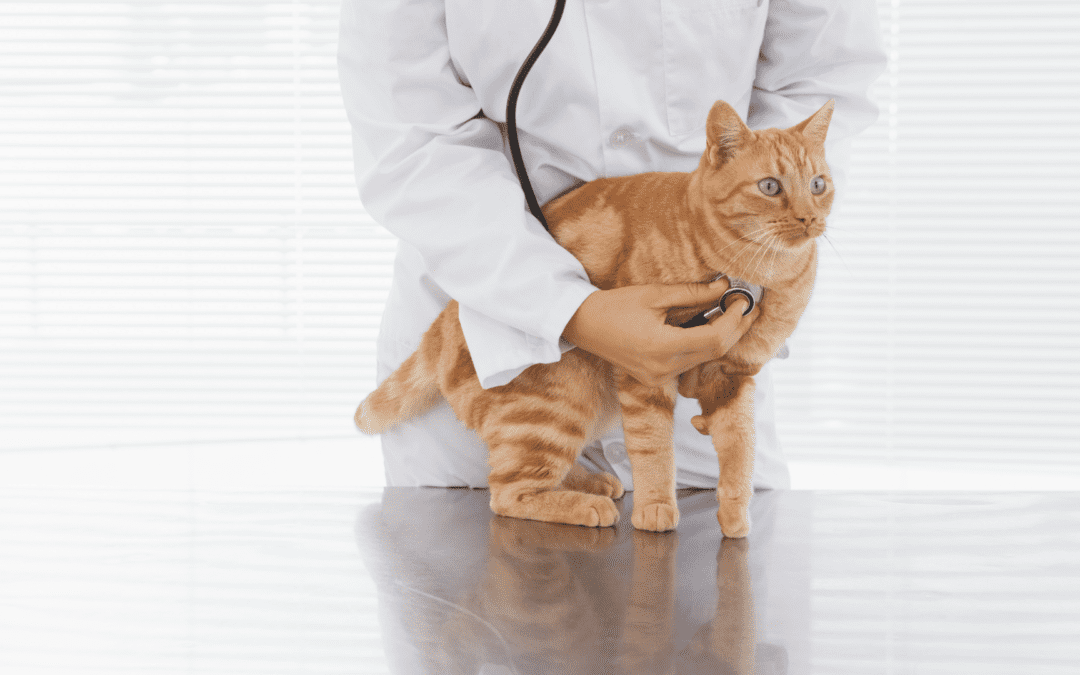 vet examining cat