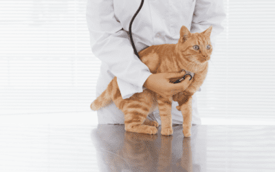 Evidence-Based Medicine (EBM) and Pet Health