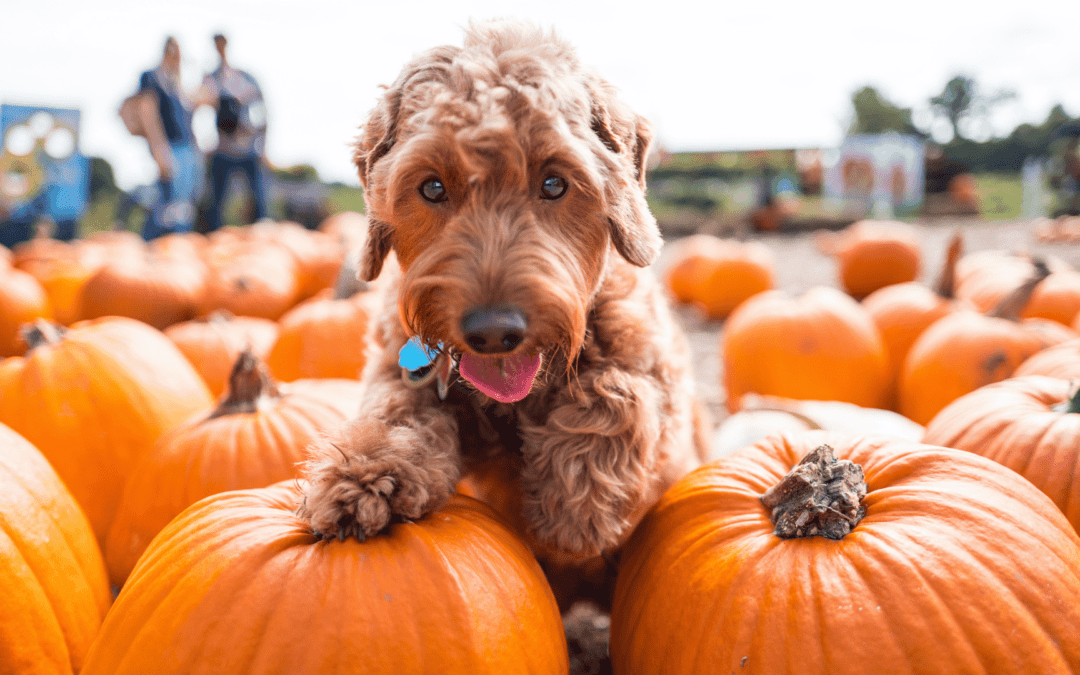 A dog perched atop a stack of pumpkins