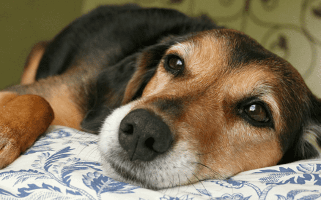 a dog lying in bed