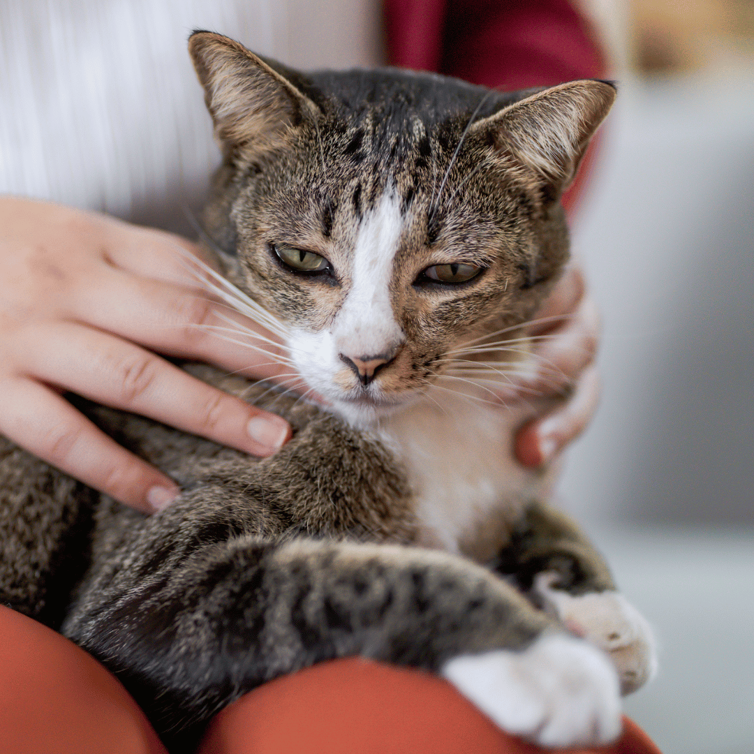 a woman hold a cat