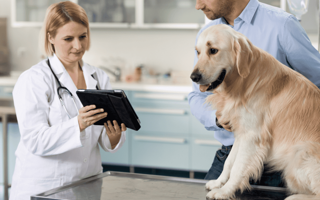 pet owner and vet talking about dog health