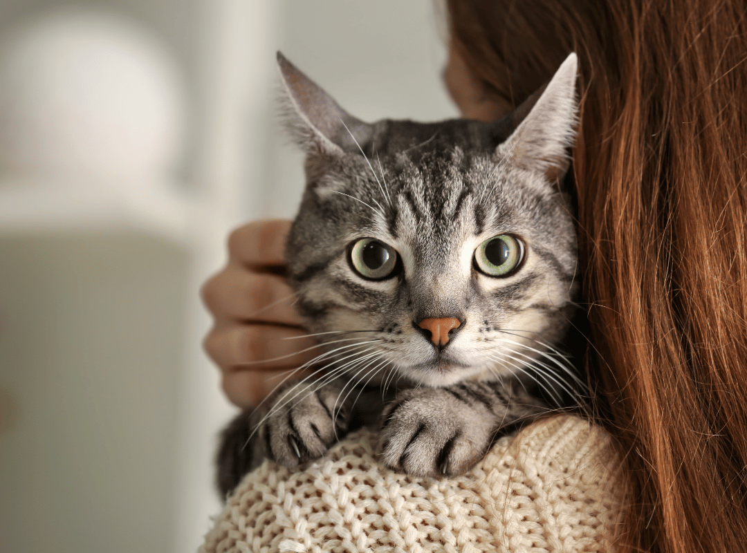 A woman gently cradles a cat on her shoulder