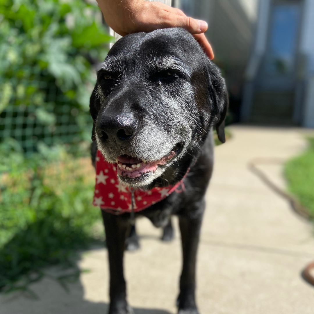 person petting elderly dog